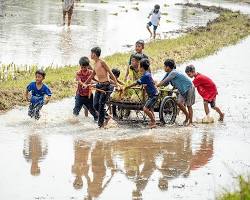 Hình ảnh về Rice paddies in An Giang with school children in the foreground