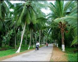 Hình ảnh về Ben Tre coconut trees