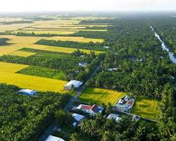 Hình ảnh về Tra Vinh landscape with rice fields and coconut trees
