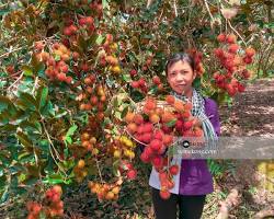 Hình ảnh về Vĩnh Long fruit orchards